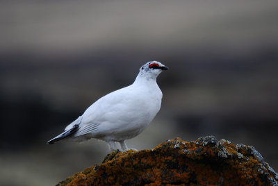 Alpensneeuwhoen Myvatn 180510