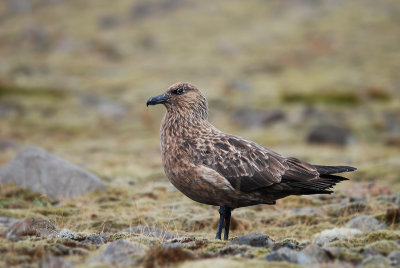 Grote Jager Kirkjebeaklauster Iceland 170510