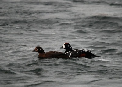 Harlekijneend Laxa river, Myvatn, Iceland, 180510