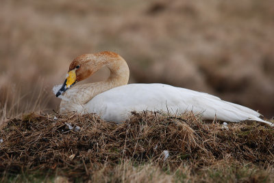 Wilde Zwaan, Höfn, Iceland 180510