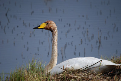 Wilde Zwaan, Höfn, Iceland 180510