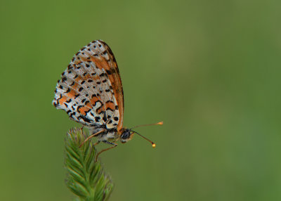 Tweekleurige Parelmoervlinder - Spotted Fritillary