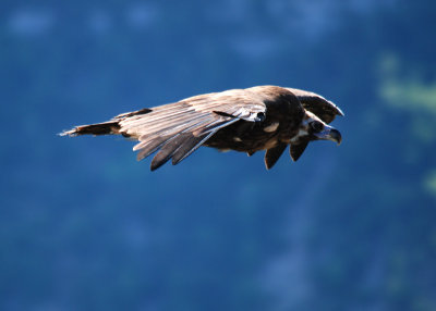 Monniksgier - Black Vulture