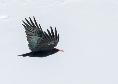 Alpenkraai - Red-billed Chough