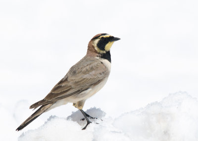 Atlasstrandleeuwerik - Atlas Horned Lark