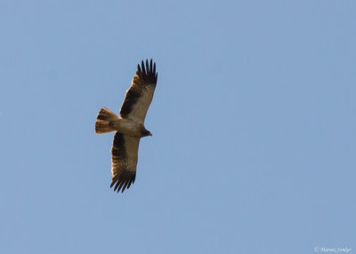 Dwergarend - Booted Eagle