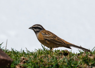 Grijze Gors - Rock Bunting