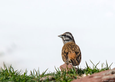 Grijze Gors - Rock Bunting
