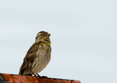 Rotsmus - Rock Sparrow