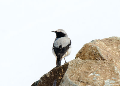 Seebohms Tapuit - Seebohm's Wheatear