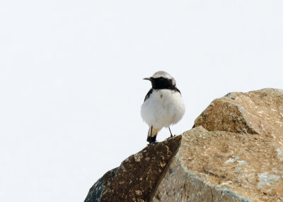 Seebohms Tapuit - Seebohm's Wheatear