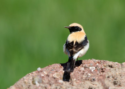 Westelijke Blonde Tapuit - Western Black-eared Wheatear