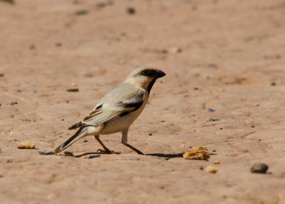Woestijnmus - Desert Sparrow