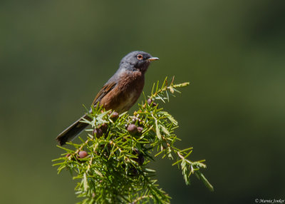Atlasgrasmus - Tristram's Warbler