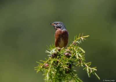 Atlasgrasmus - Tristram's Warbler