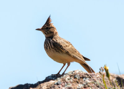 Thekla Leeuwerik - Thekla Lark