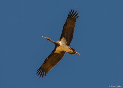 Zwarte Ooievaar - Black Stork