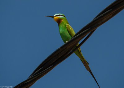 Marokkaanse Groene Bijeneter - Moroccan Blue-cheeked Bee-eater