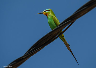 Marokkaanse Groene Bijeneter - Moroccan Blue-cheeked Bee-eater
