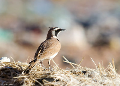 Temmincks Strandleeuwerik - Temminck's Lark