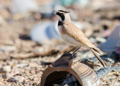 Temmincks Strandleeuwerik - Temminck's Lark