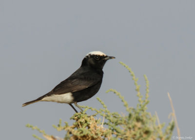 Witkruintapuit - White-crowned Wheatear