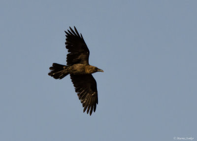 Bruinnekraaf - Brown-necked Raven