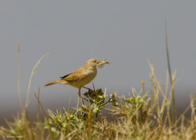 Afrikaanse Woestijngrasmus - African Desert Warbler