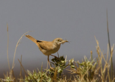 Afrikaanse Woestijngrasmus - African Desert Warbler