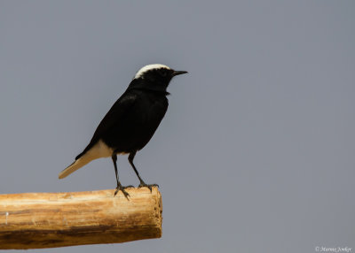 Witkruintapuit - White-crowned Wheatear