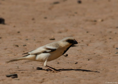 Woestijnmus - Desert Sparrow