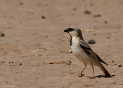 Woestijnmus - Desert Sparrow