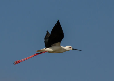 Steltkluut - Black-winged Stilt