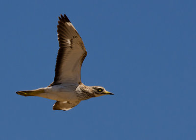 Griel - Stone-curlew