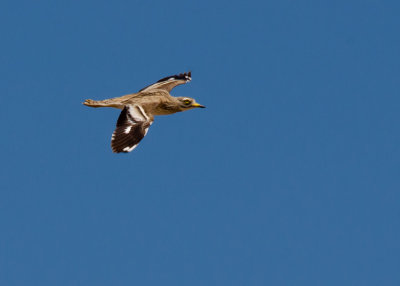 Griel - Stone-curlew