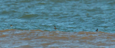 Vale Pijlstormvogel - Balearic Shearwater