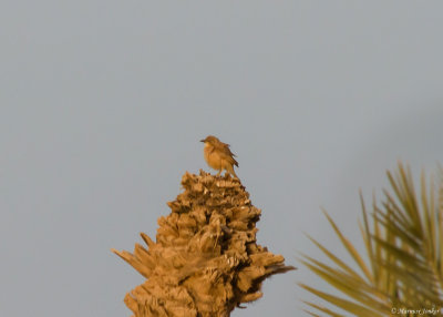Bruingele Babelaar - Fulvous Babbler