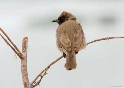 Grauwe Buulbuul - Common Bulbul