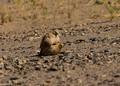 Sahelzandhoen - Spotted Sandgrouse