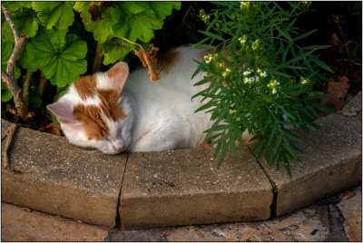 A Napping Resident of the Monastery of the Virgin Mary