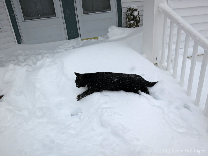 Jimi likes snow but this was a bit much