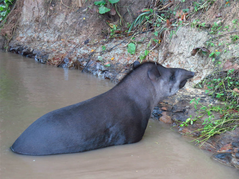 Pet Tapir at Ceiba Tops