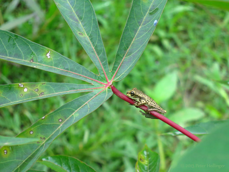 Variable Clown Tree Frog (Dendropsophus triangulum) Giraffe Phase