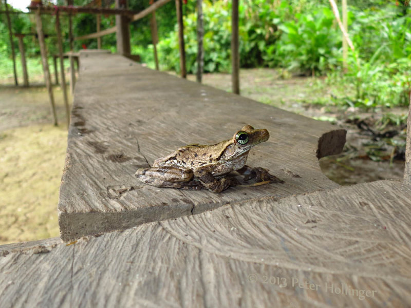 Manaus Spiny-backed Frog (Osteocephalus taurinus)