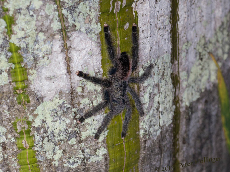 Large tarantula on a flooded ceiba tree