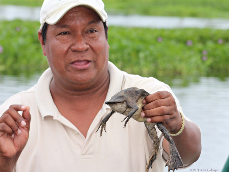 Segundo with a Surinam Toad