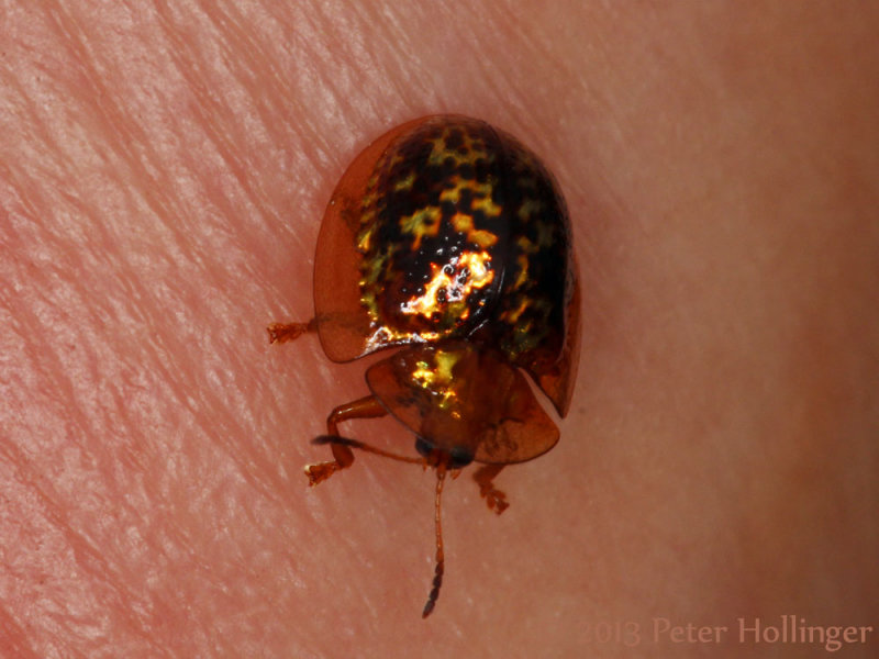 Tiny gold beetle