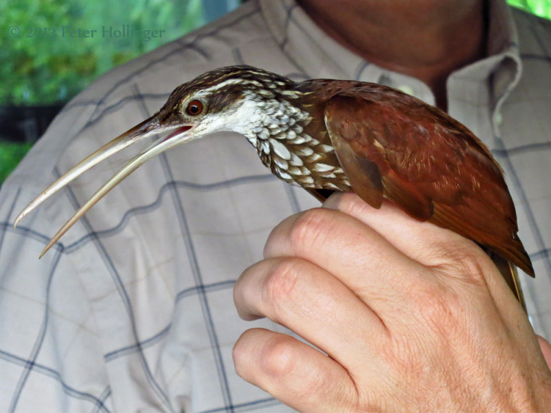 Long-billed Woodcreeper (Nasica longirostris)