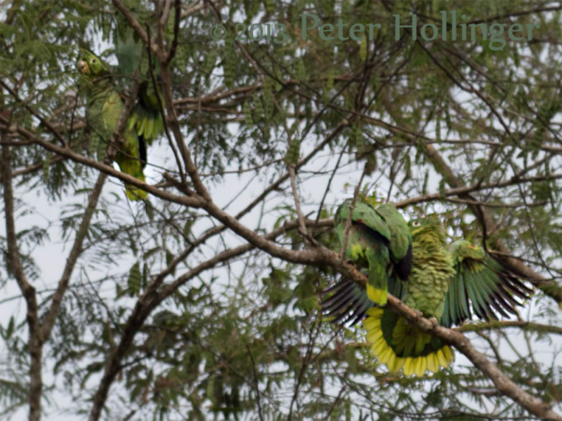 Parrot Displaying