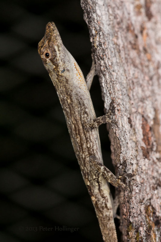 Common Forest Anole